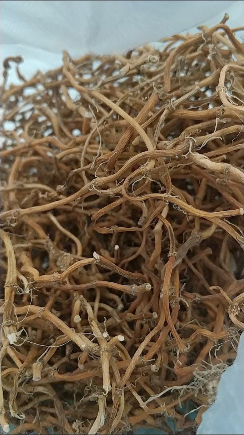 鱼腥草干根晒干发货基地直供