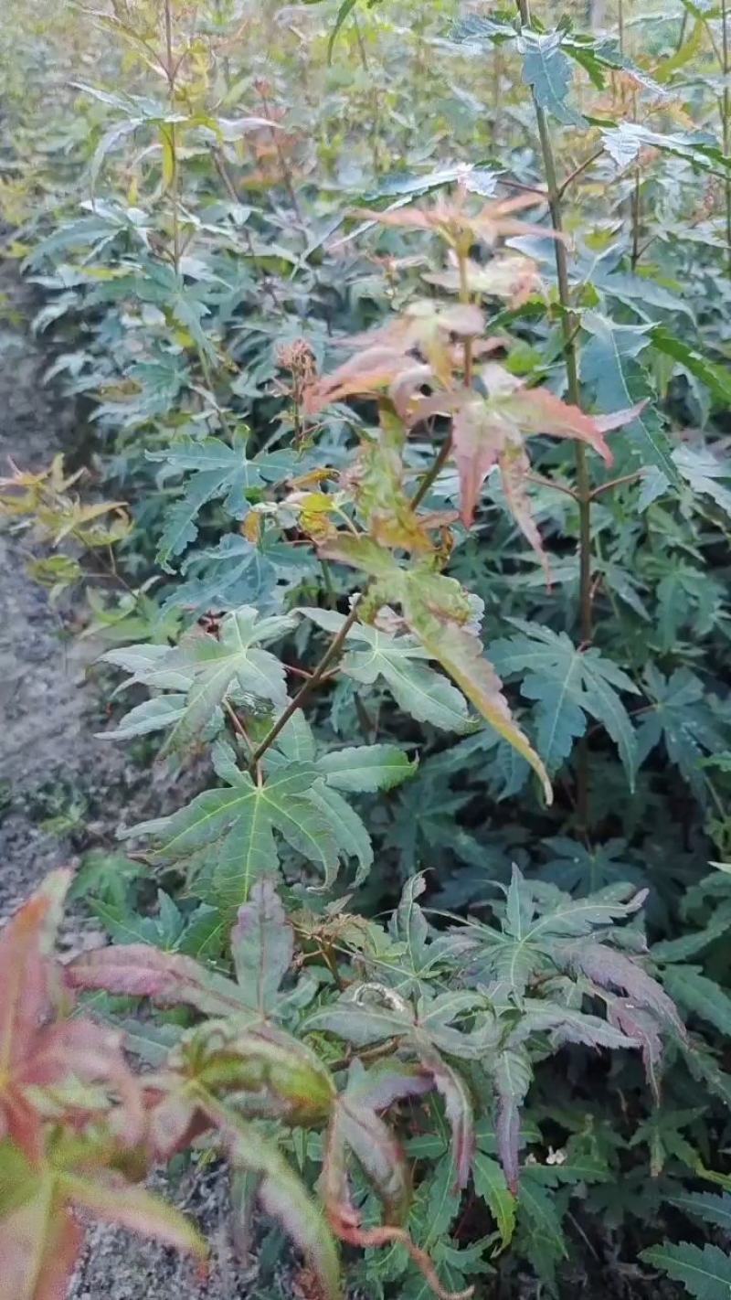鸡爪槭小苗，九江鸡爪槭，园林绿化工程小苗，红叶鸡爪槭