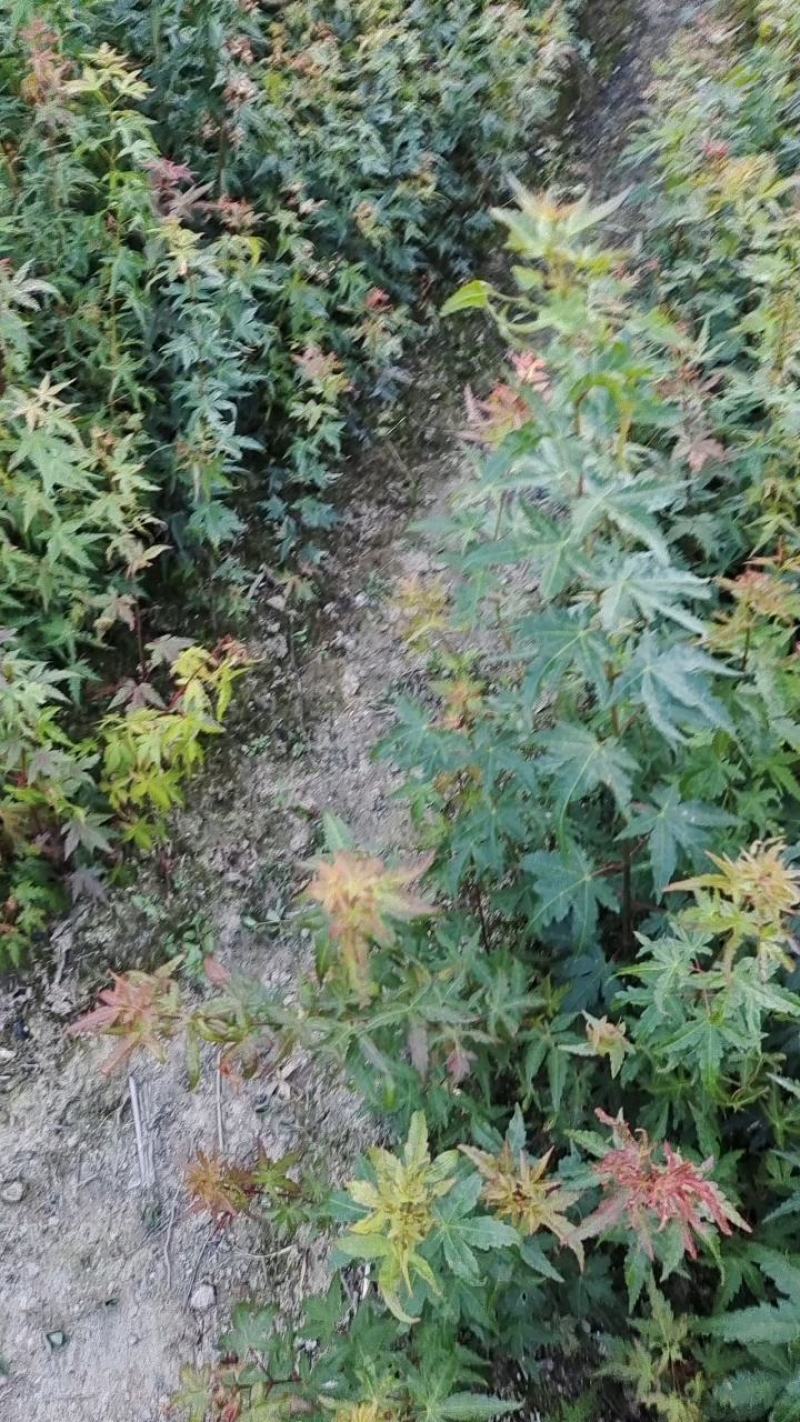 鸡爪槭小苗，九江鸡爪槭，园林绿化工程小苗，红叶鸡爪槭