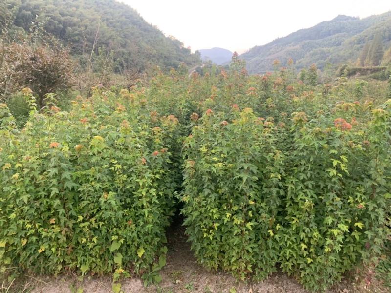 鸡爪槭小苗，九江鸡爪槭，园林绿化工程小苗，红叶鸡爪槭