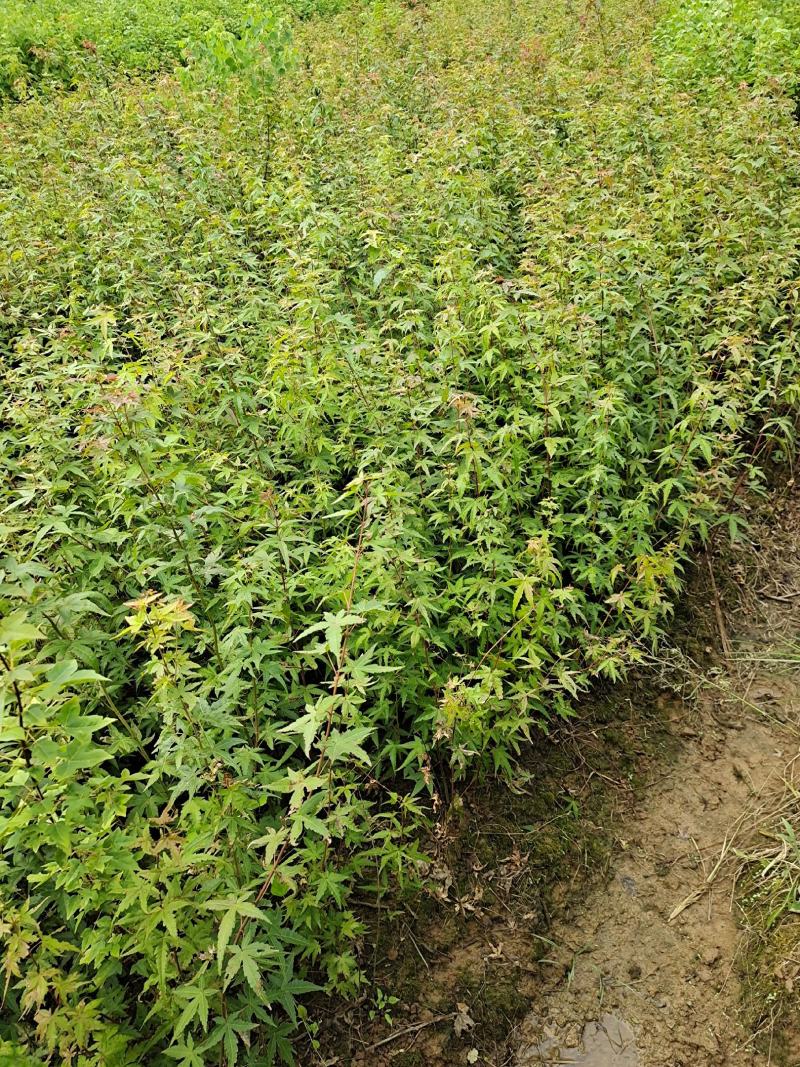 鸡爪槭小苗，九江鸡爪槭，园林绿化工程小苗，红叶鸡爪槭