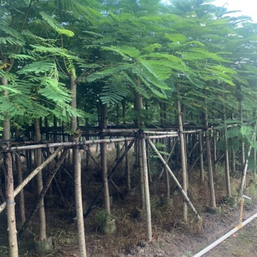 凤凰木米径8公分到10公分均有欢迎咨询