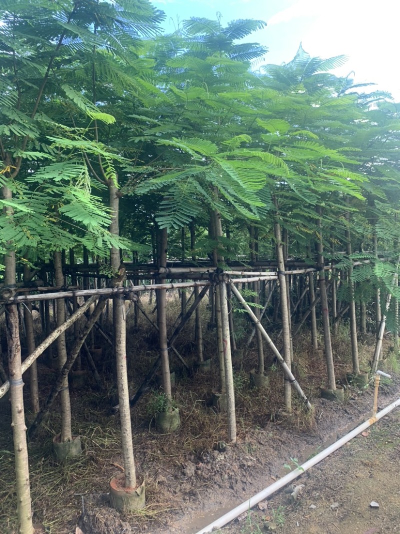凤凰木米径8公分到10公分均有欢迎咨询