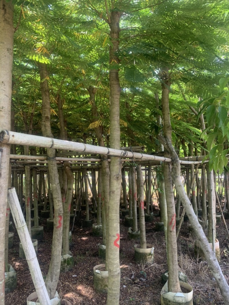 凤凰木米径8公分到10公分均有欢迎咨询