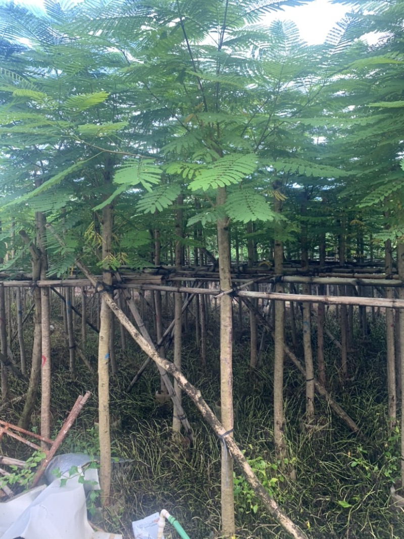 凤凰木米径8公分到10公分均有欢迎咨询