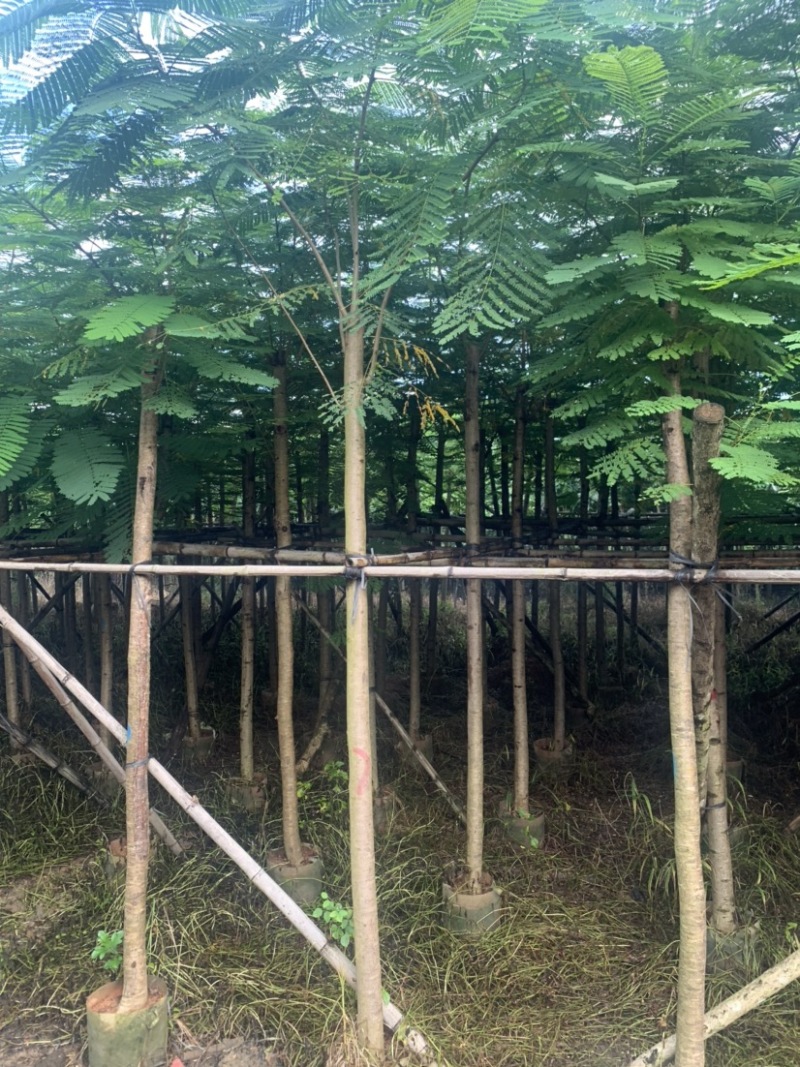凤凰木米径8公分到10公分均有欢迎咨询