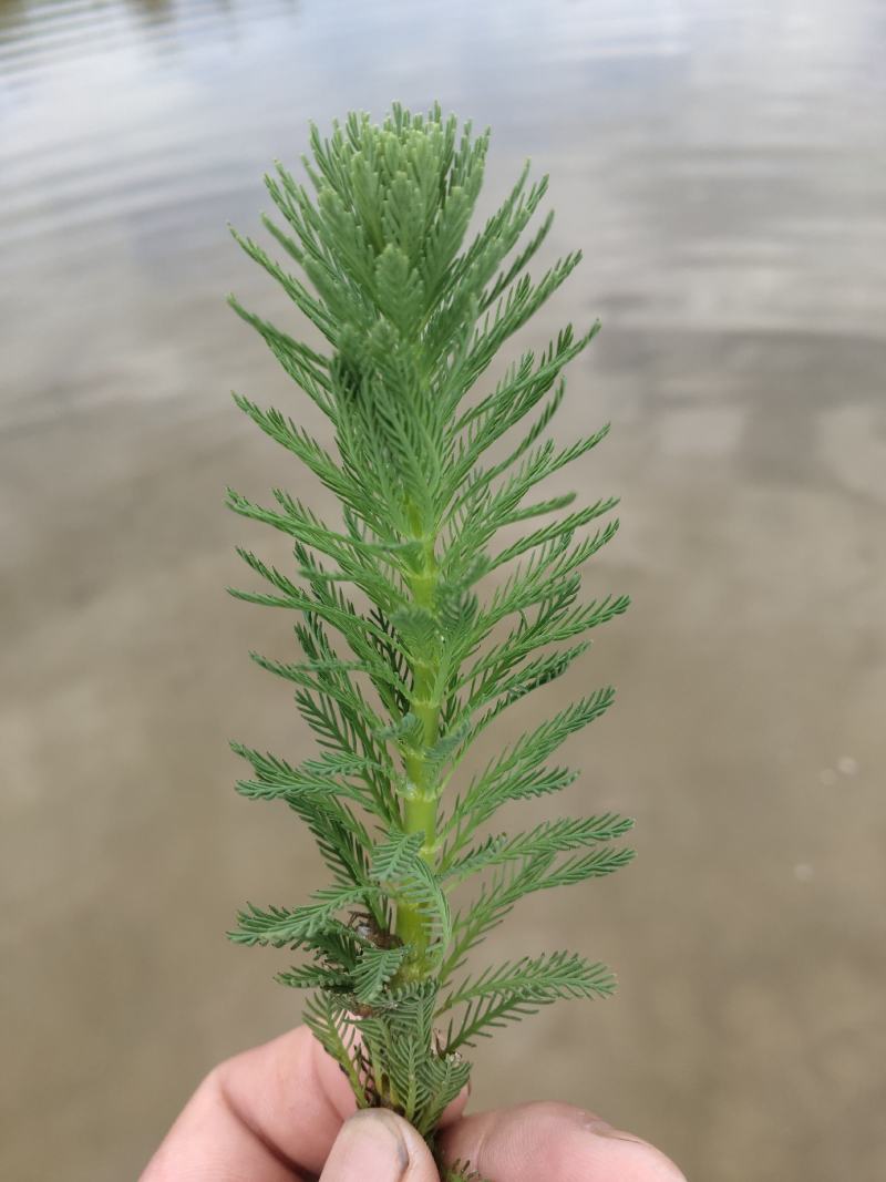 狐尾藻～各种水草批发价格～需要请联系