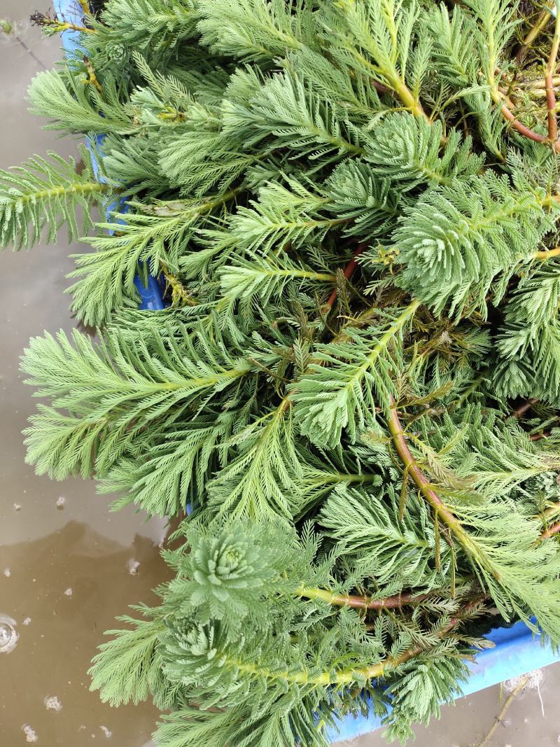 狐尾藻～各种水草批发价格～需要请联系