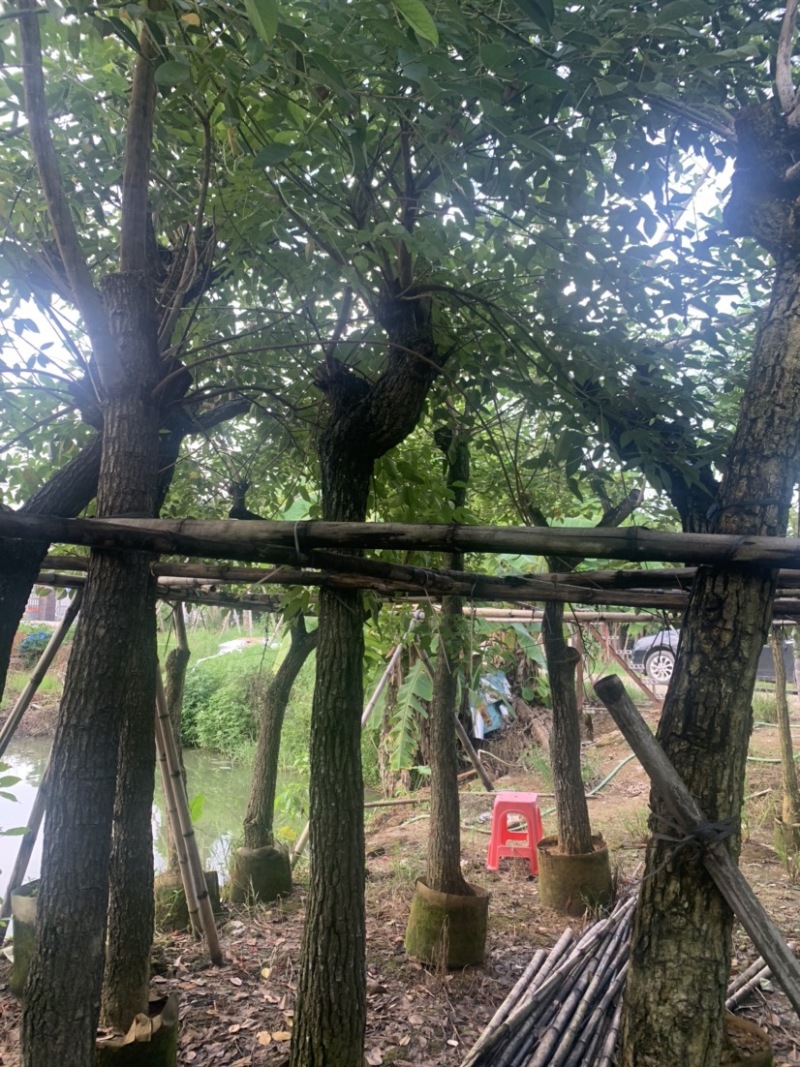 鸡冠刺桐12公分-15公分欢迎前来咨询选购