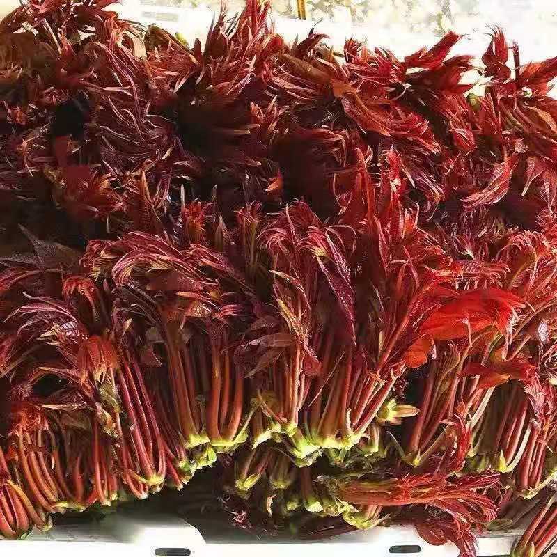 香椿酱(香辣味)