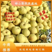《精选》砀山酥梨砀山梨产地直采直发全国各地发货