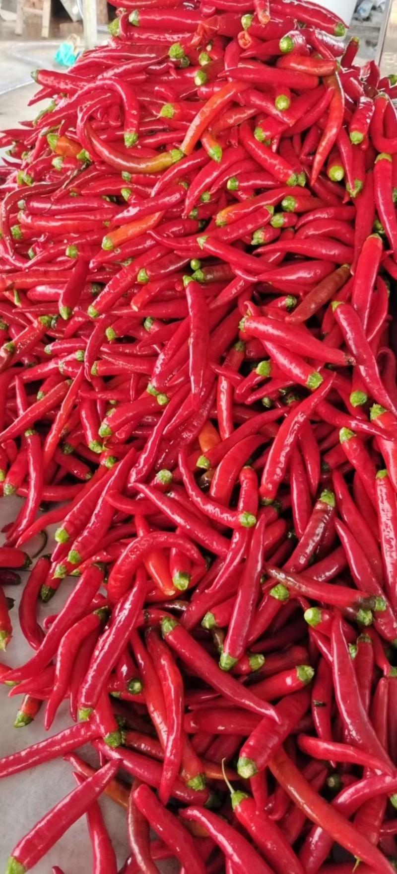 应县津红二号辣椒，颜色红产地一手货源量大从优欢迎采购货源