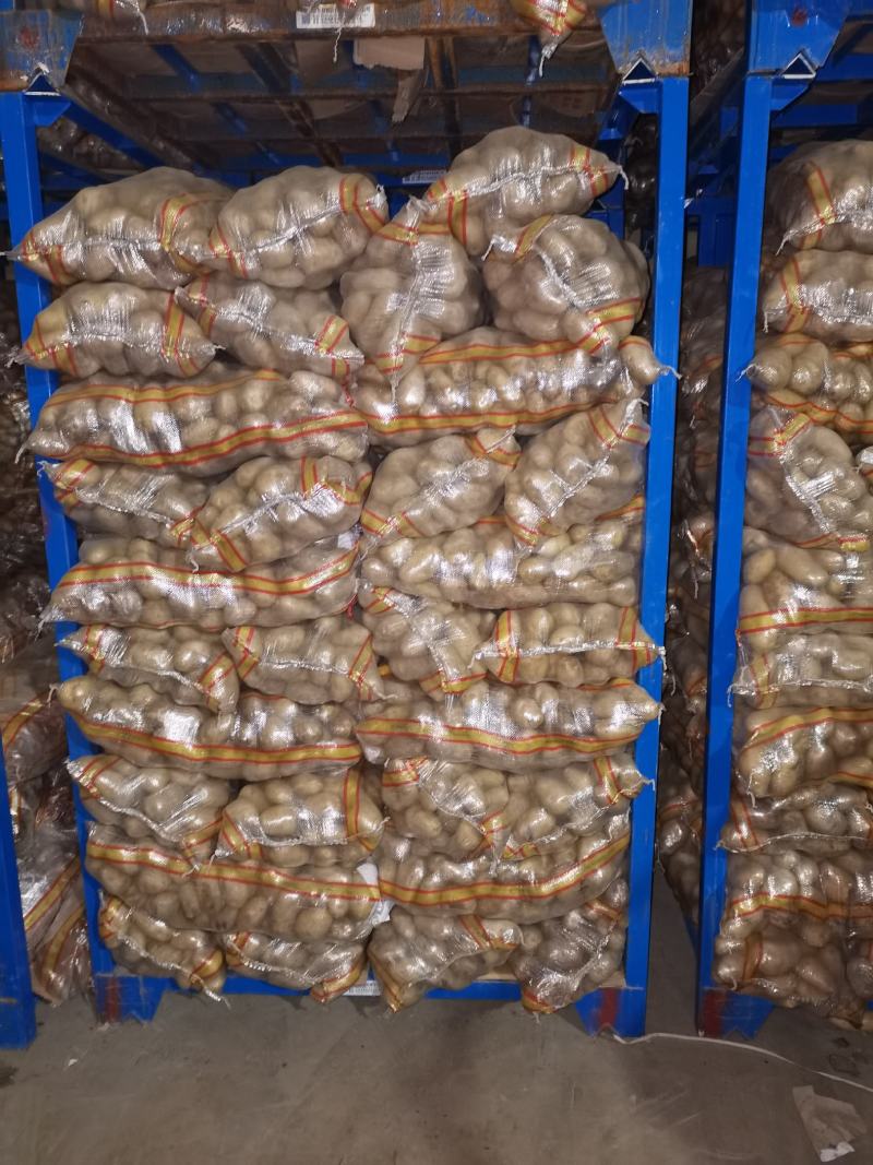 精挑细选1—3两小土豆
