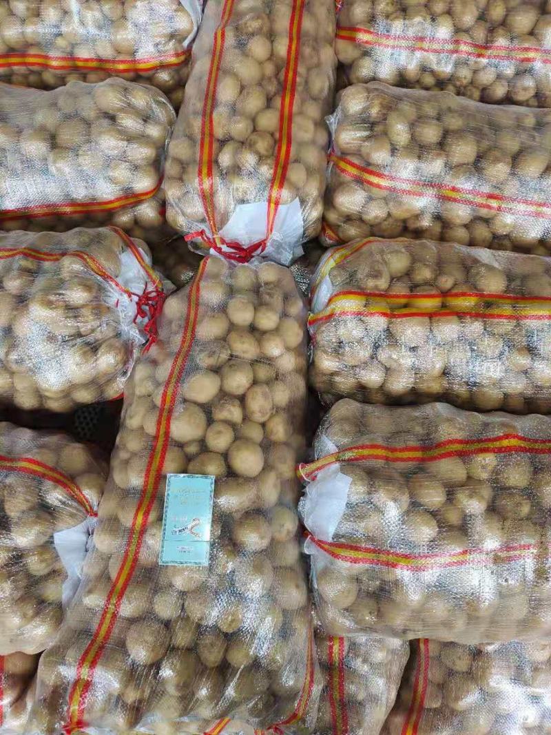 8钱—1.2两精品小土豆，黄皮黄心
