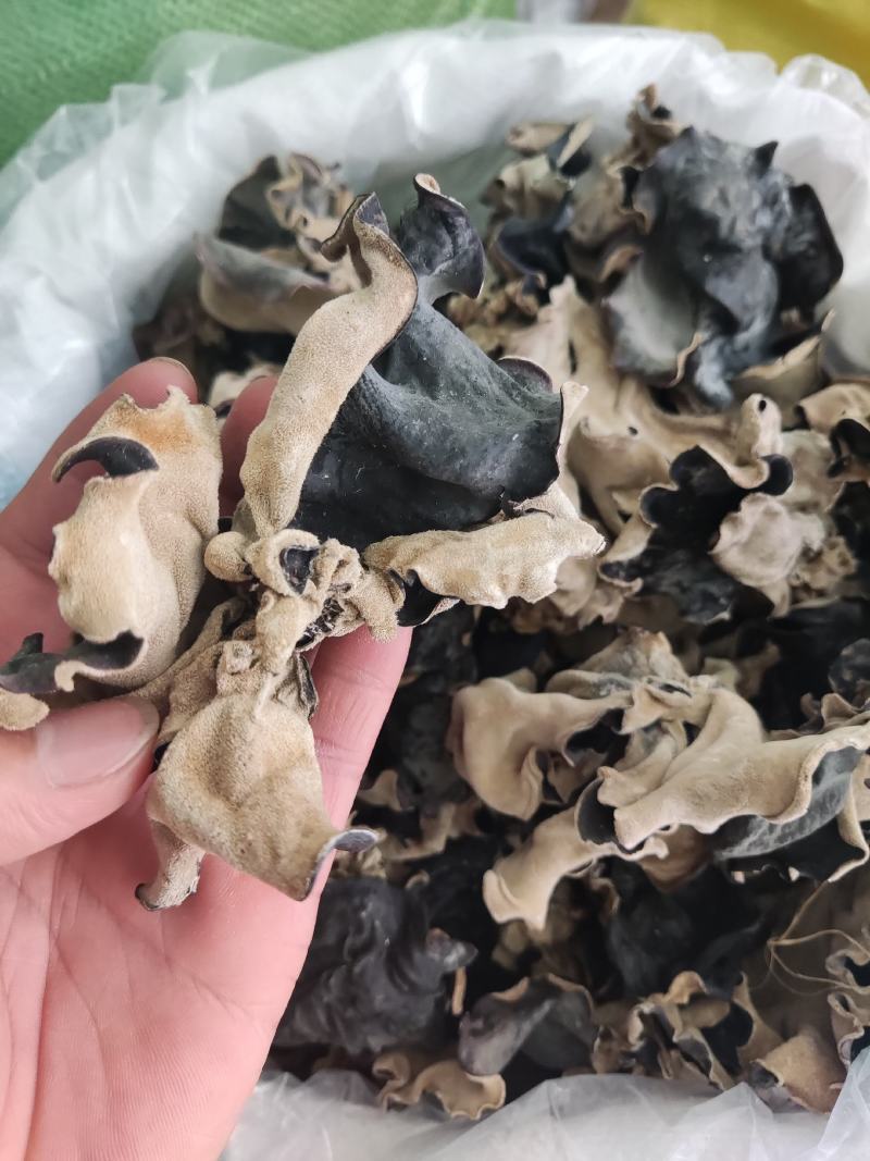 【头茬】毛木耳白背毛木耳现货无根口感筋道