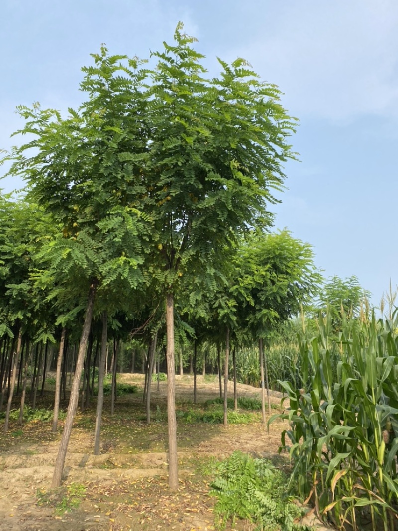 6公分香花槐退林还耕7公分8公分香花槐便宜处理