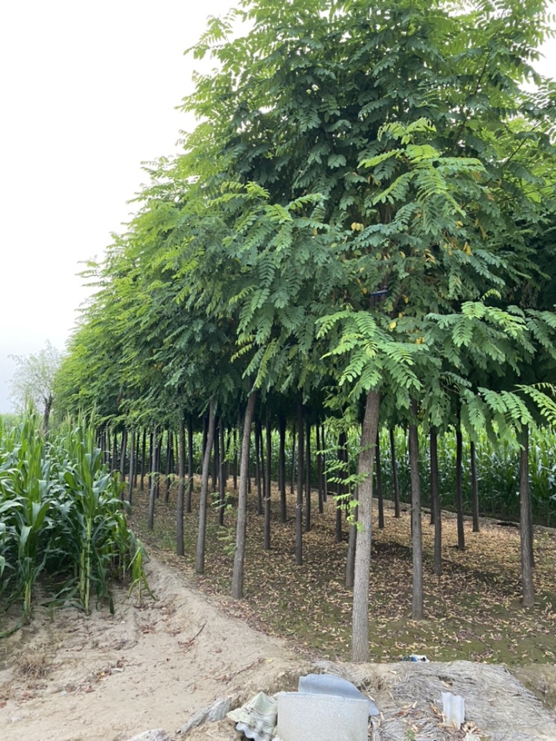 6公分香花槐退林还耕7公分8公分香花槐便宜处理