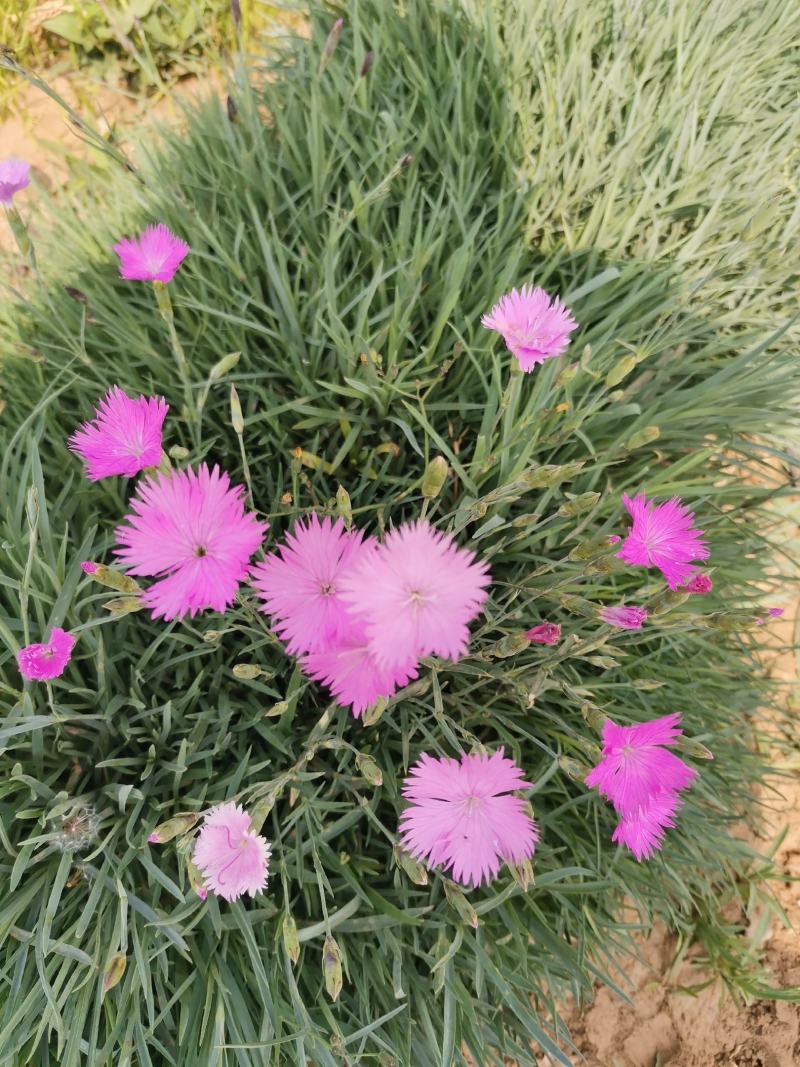 地被石竹，常夏石竹，基地直发，大量有货，一手货源