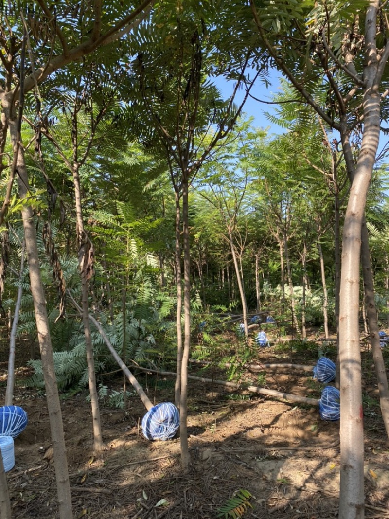6公分火炬树7公分8公分火炬树退林还耕处理火炬树