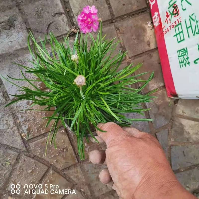 海石竹，情人草大量有货，基地直发，一手货源，成活率高