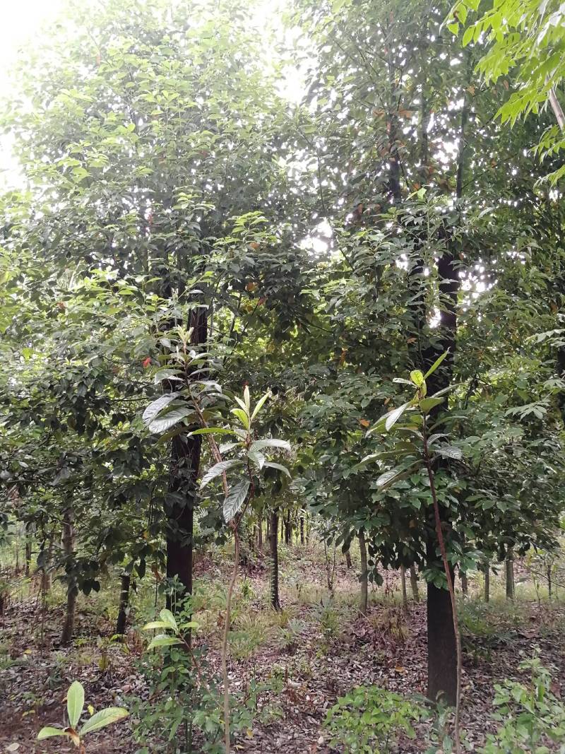 香樟树