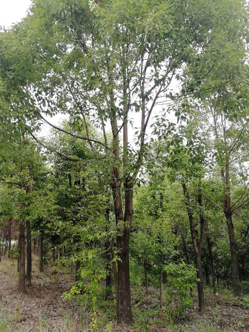 香樟树