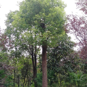 香樟树