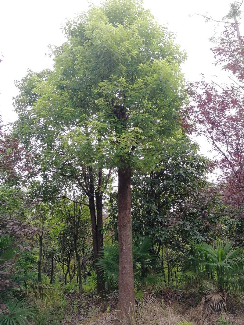 香樟树