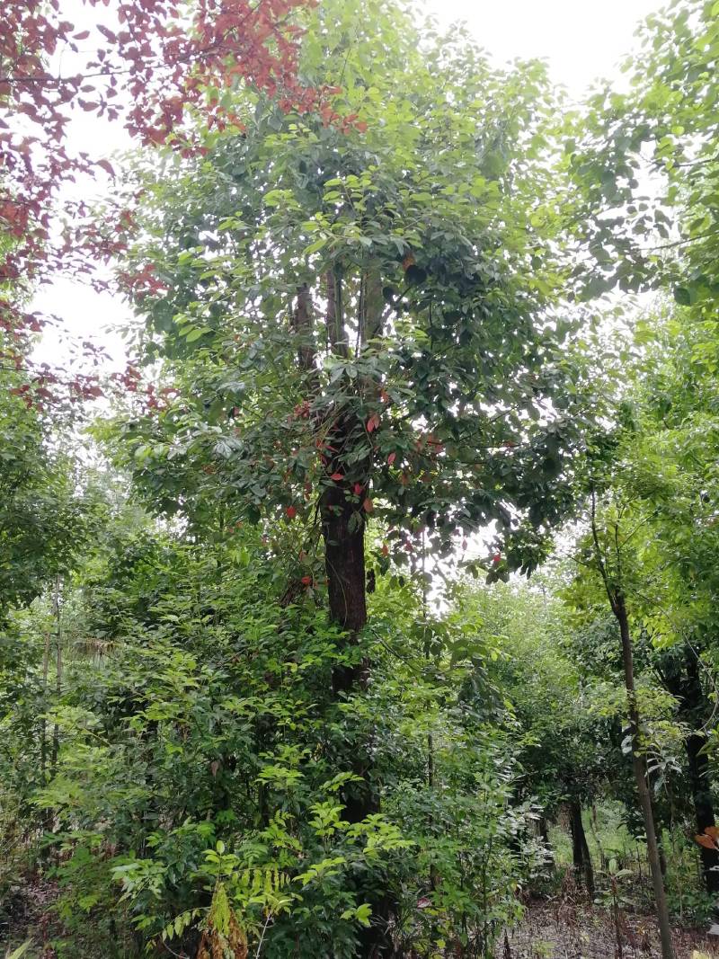 香樟树
