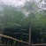 凤凰木