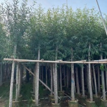 柳树