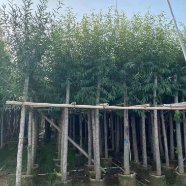 柳树