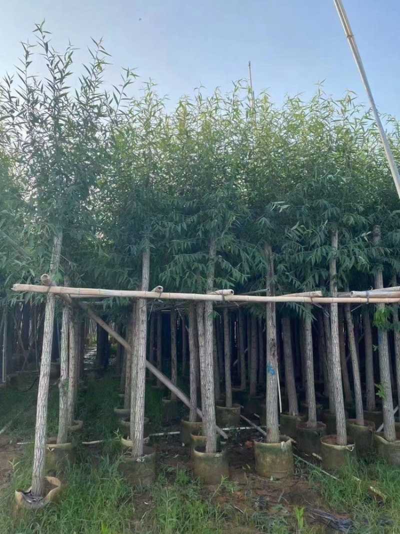 柳树