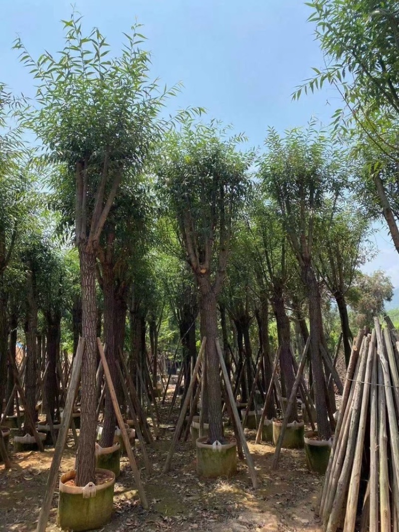 柳树