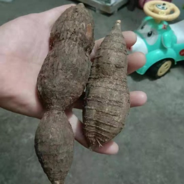 野生牛大力野生黑牛