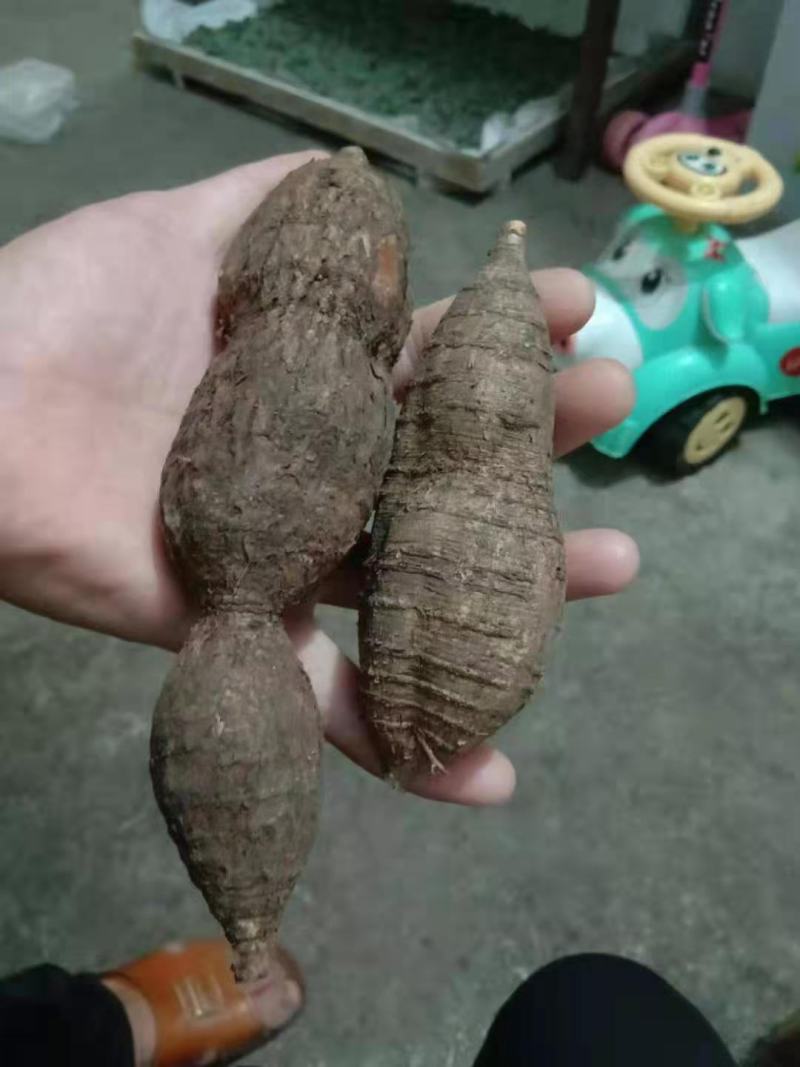 野生牛大力野生黑牛