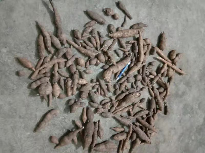 野生牛大力野生黑牛