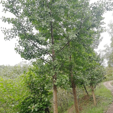 银杏树