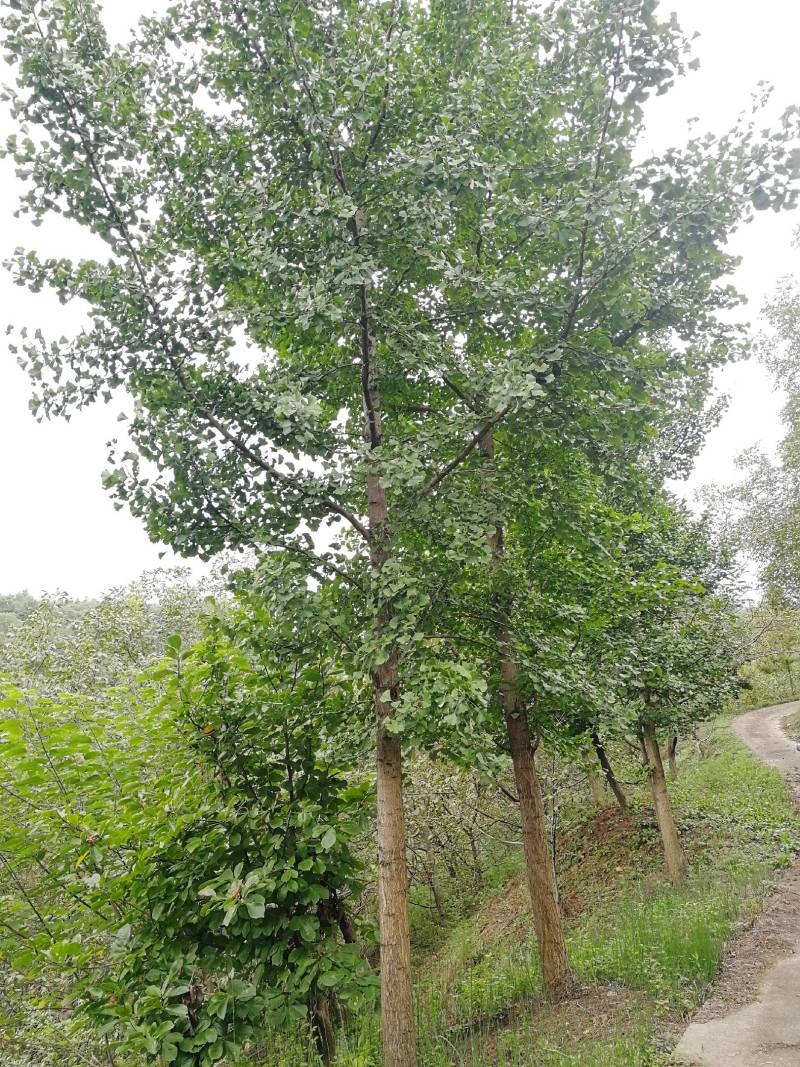 银杏树