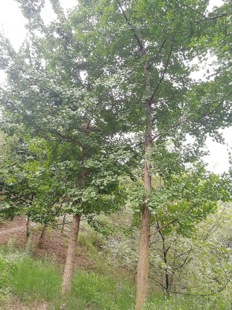 银杏树