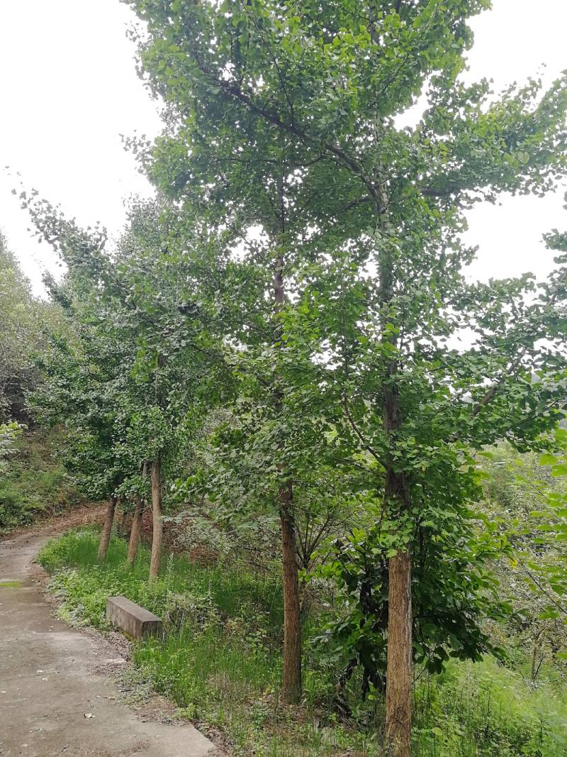 银杏树