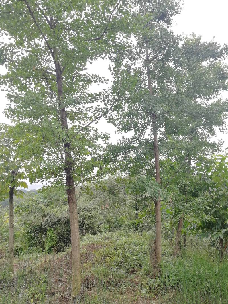 银杏树