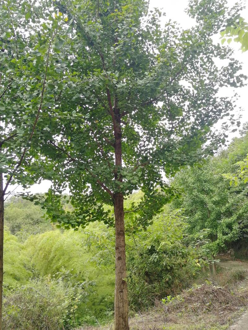 银杏树
