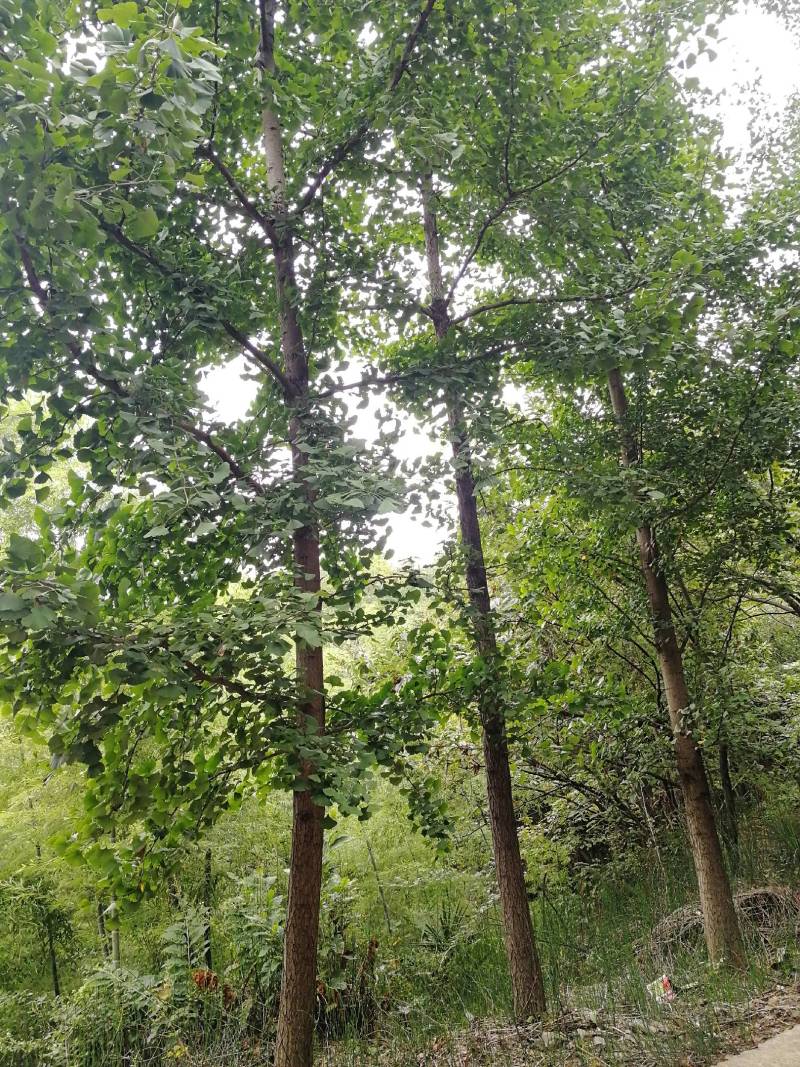 银杏树