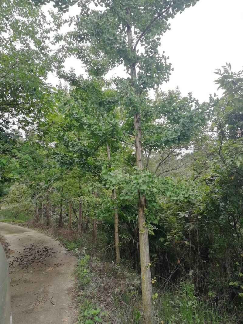 银杏树