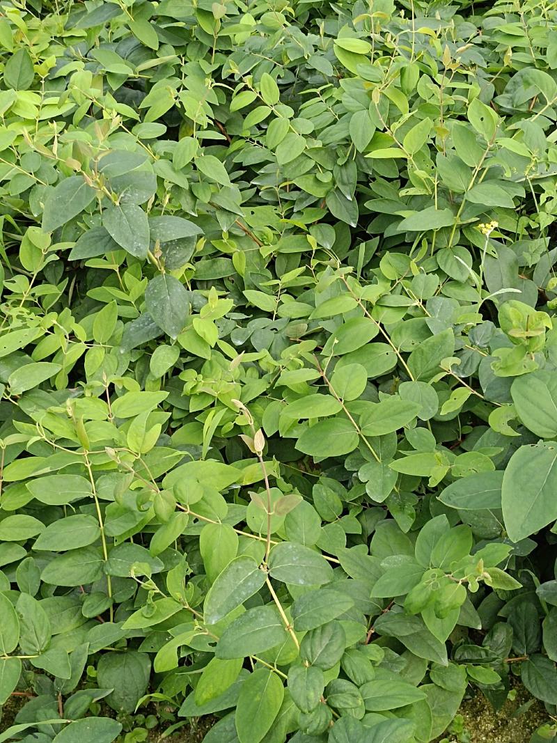 湘雷金银花嫁接树苗