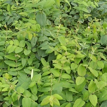 湘雷金银花嫁接树苗