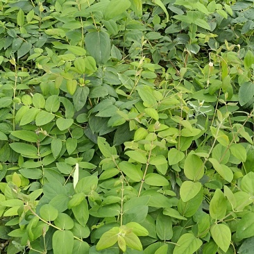 湘雷金银花嫁接树苗