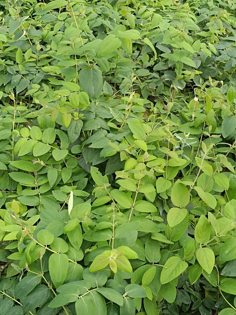 湘雷金银花嫁接树苗