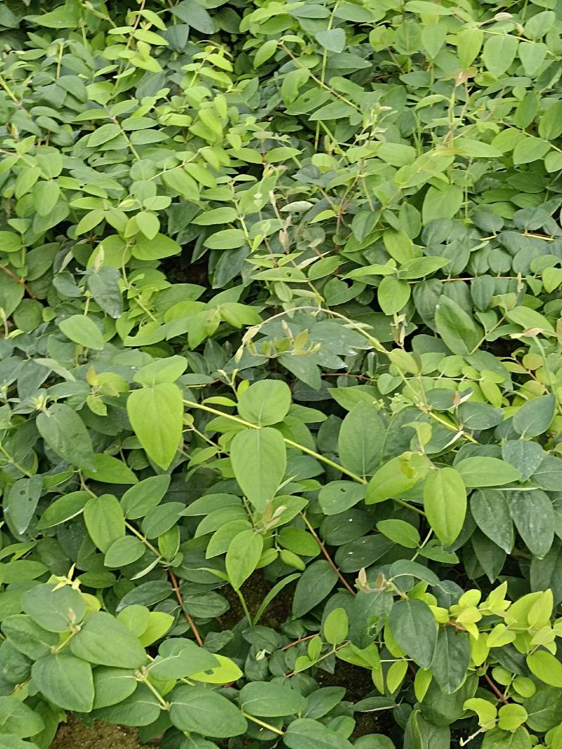 湘雷金银花嫁接树苗